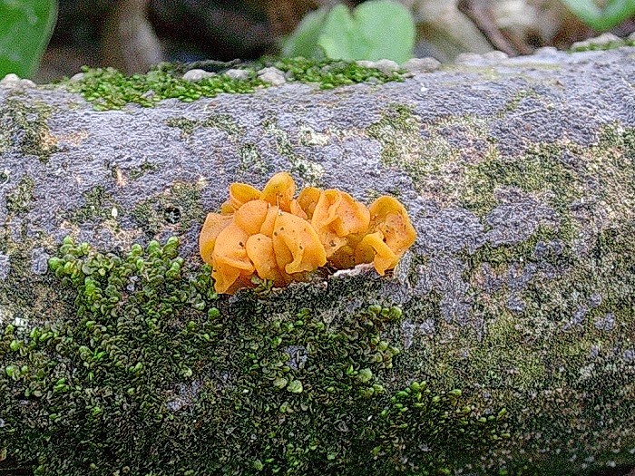 988 Aprile vecchio ritrovamento